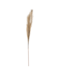 Pampas Dried Plants