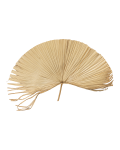 Palm Dried Leaves