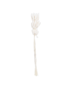 Bunnytail Dried Plants
