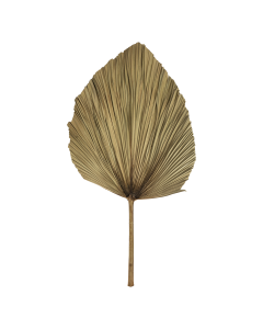 Palms Dried Leaf