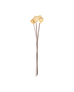 Lily Dried Flower