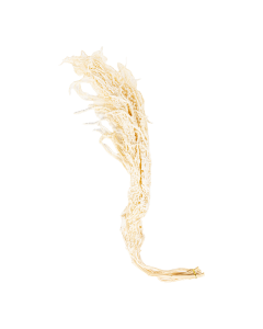 Amaranthus Dried Plants