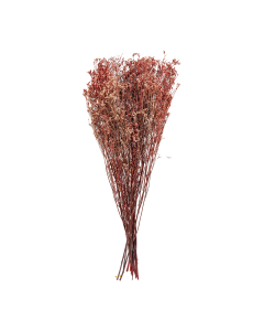 Limonium Dried Plants