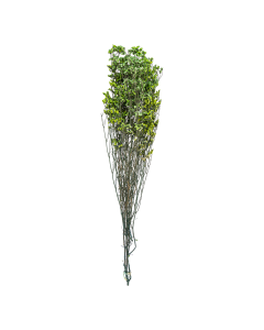 Limonium Dried Plants