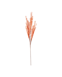 Dried Plants