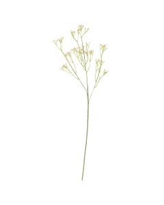 Babys Breath Dried Flower
