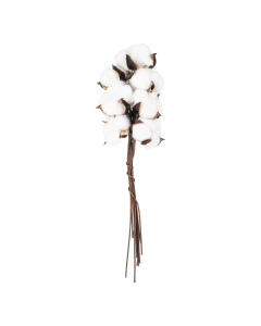 Dried Flower