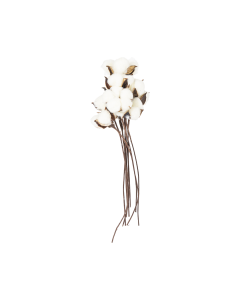 Dried Flower