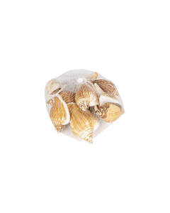 Sea Shells Crafts