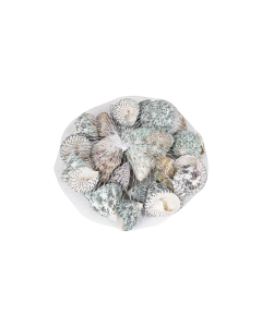 Sea Shells Crafts